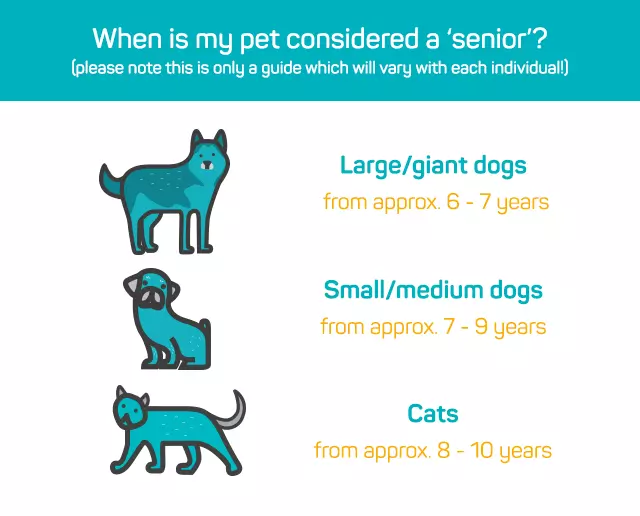 RenewMe™ Vitality & Cognitive Support Capsules For Cats & Dogs - Image 4